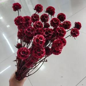 Venta caliente Immortal Pristimera Follaje Molino de viento Fruta Scabiosa Conservado para bodas Día de San Valentín Día de la madre - Product Image 4