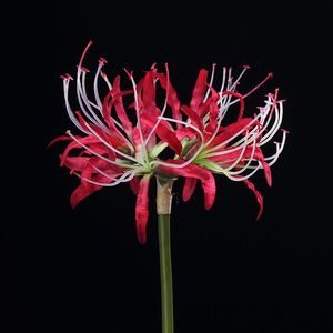 26 pouces Nouveau design fleurs artificielles <span class=keywords><strong>higanbana</strong></span> fleurs de lys araignées décoratives - Product Image 5