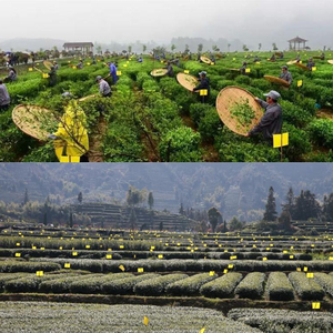 แผ่นกาวดักแมลงวันผลไม้สีเหลืองคุณภาพสูง ผลิตจากกระดาษเป็นมิตรกับสิ่งแวดล้อม สำหรับดักมด ขายส่ง กำจัดศัตรูพืช - Product Image 5