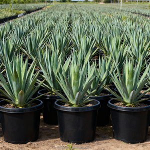 Pots de pépinière bas et peu profonds de 15 gallons, durables, <span class=keywords><strong>en</strong></span> PP moulé par injection, écologiques, avec trou de drainage, pour grands arbustes et arbres à feuilles persistantes - Product Image 6