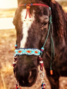 Hochwertiges Verstellbares Weiches Seilhalfter Gebisslose Zäumung Hackamore Pferdehalfter mit Diamant-Paracord-Umwicklung Geflochtenes Pferdehalfter - Product Image 5