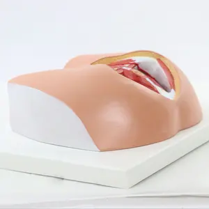 Female vulva model plastic female genital Organs Anatomical Model