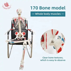 Modelo de músculo de color de cuerpo <span class=keywords><strong>entero</strong></span> <span class=keywords><strong>humano</strong></span>, modelo de <span class=keywords><strong>esqueleto</strong></span> de columna vertebral Flexible, modelo de <span class=keywords><strong>esqueleto</strong></span> <span class=keywords><strong>humano</strong></span> médico de enseñanza - Product Image 2