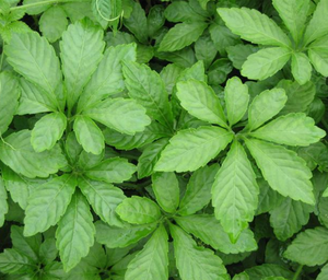 <span class=keywords><strong>Gynostemma</strong></span> Pentaphyllum Vijfbladige Kruid Makino Pentaphylla <span class=keywords><strong>Extract</strong></span> Poeder Pe - Product Image 2