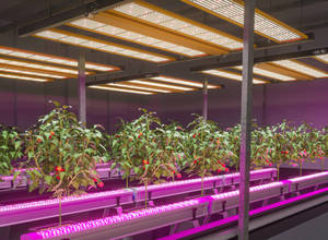 Bandes lumineuses LED pour auvent 150W IP66 HR UV FR PPE3.0 Stand CE UKCA ISO <span class=keywords><strong>BECI</strong></span> Certifié Bloom IP65 Lumière de culture Câble séparément - Product Image 4