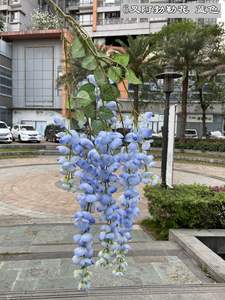 K07 glicine artificiale vite Ratta falso appeso ghirlanda fiori di seta String <span class=keywords><strong>Bush</strong></span> fiori per natale festa a casa decorazioni di nozze - Product Image 6