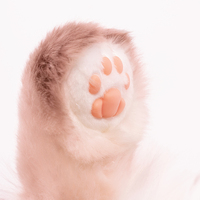 Sac à dos chat siamois en peluche moelleuse, remplissable de coton PP, idéal pour les filles – Nouveauté très prisée