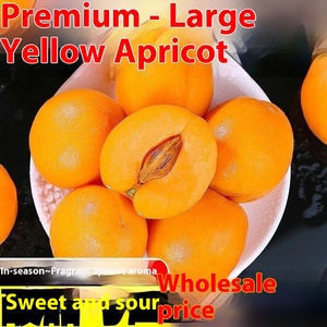 Albicocche Imperiali Gialle Grandi Fresche Appena Raccolte, Affettate, Essiccate con Acqua (AD), Confezione all'Ingrosso - Frutta Stagionale Non Verde - Product Image 4