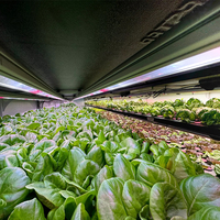 Système de culture hydroponique en conteneur pour légumes-feuilles - Agriculture verticale pour la laitue, les épinards, le chou frisé et plus encore