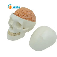 Modelo de Esqueleto Humano Adulto 1:1 con Cerebro, para Simulación Médica y Entrenamiento de Enfermería, con Certificación CE/ISO