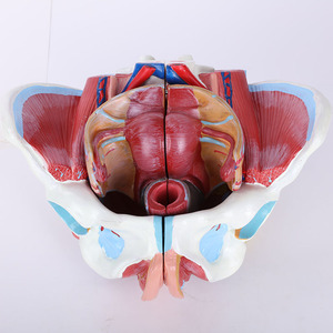 Pvc 高品質の背骨プラスチックヘッド脳動脈と Jejunum 解剖モデル