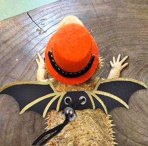 Hagedis Riem Reptiel Huisdier Sleepvest Lederen Vleugels Poseren Sets Hagedis Kleding Kruipende Huisdier Kleding Accessoires - Product Image 5