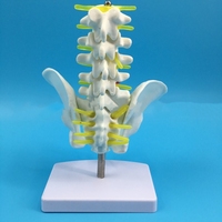 Petit rachis lombaire à cinq segments avec modèle de vertèbre coccygienne colonne vertébrale nerf spinal modèle de nerf coccygien