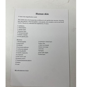 Modèle de <span class=keywords><strong>squelette</strong></span> humain agrandi 50 fois avec cheveux pour l'enseignement de la médecine et de l'anatomie - Product Image 5