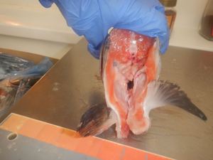 <span class=keywords><strong>Prix</strong></span> bon marché Tête <span class=keywords><strong>de</strong></span> <span class=keywords><strong>saumon</strong></span> congelée à la machine Tête <span class=keywords><strong>de</strong></span> <span class=keywords><strong>saumon</strong></span> <span class=keywords><strong>de</strong></span> l'Atlantique Tête <span class=keywords><strong>de</strong></span> <span class=keywords><strong>saumon</strong></span> congelée - Product Image 4