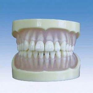 Modelo de dientes estándar Emulational médico ADA y modelo de diente estándar de goma suave transparente de boca completa para enseñanza - Product Image 2