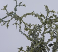 Mousse artificielle verte en soie pour décoration intérieure, plante de mariage, arrangement floral bonsai 85cm, fait main, pour remise de diplôme, fête des mères