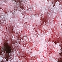 Bunga Hydrangea Asli Awet untuk Dekorasi Pernikahan & Hari Valentine, Tahan Lama 3-5 Tahun, Penjualan Langsung Pabrik