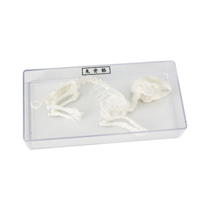 Modèle d'échantillon squelettique de lapin J43106, équipement d'expérimentation biologique pour collèges, échantillons biologiques pour collèges - Product Image 3
