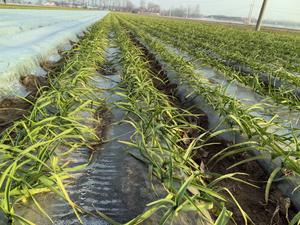 Humato de Potasio Orgánico Soluble en Agua, Ácido Fúlvico, Fertilizante Agroquímico para <span class=keywords><strong>la</strong></span> Regulación del PH del Suelo para <span class=keywords><strong>la</strong></span> Agricultura - Product Image 4