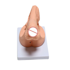 थोक पेशेवर चिकित्सा ग्रेड प्लास्टिक पुरुष प्रजनन शरीर रचना रचना यूरिनरी कैथीटेराइजेशन मॉडल नर्स अभ्यास शिक्षण - Product Image 5