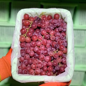 Uva roja sin semillas de temporada cristalina, pasas, fruta fresca crujiente y dulce, caja entera, uso al por mayor como comida - Product Image 4