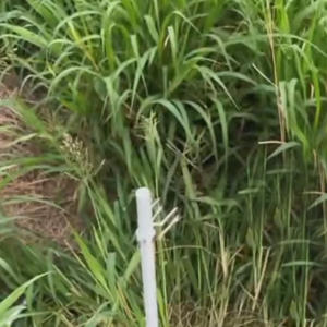 เสาไฟเบอร์กลาสสำหรับอาคารรั้วไฟฟ้าทนทานสำหรับฟาร์มม้ากลางแจ้ง - Product Image 2