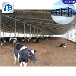 Prefabricated Steel Structure Dairy Farm Shed , Low Cost Dairy Farm Shed Designs , Cow Shed