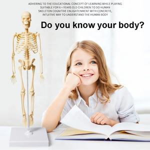 גוף האדם גזע שלד מודל צעצוע דיy הרכבה שלד שלד נשלף מבנית נשלפת עם מפרקים עבור צעצוע מחקר - Product Image 3