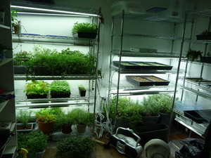 ชั้นวางปลูกไมโครกรีนในร่มที่ได้รับการรับรองจาก NSF - Product Image 4