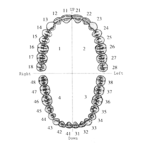 Pratica dentale utilizzando il modello di dente per il trattamento endodontico Root Ca <span class=keywords><strong>nal</strong></span> - Product Image 3