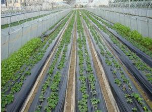 Nông nghiệp màu đen màu xanh lá cây che phủ mặt đất vườn cỏ dại hàng rào cảnh quan PP cỏ bằng chứng vải phân hủy sinh học thực vật cỏ dại hàng rào vải - Product Image 4