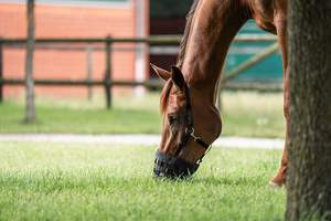 قناع فم الحصان المتين مع تصميم شبكي قابل للتنفس ، أحزمة قابلة للتعديل ، كمامة خيول مضادة للعض للاستخدام المستقر والخارجي - Product Image 3