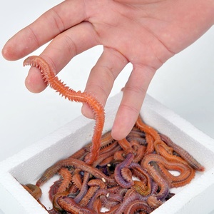 <span class=keywords><strong>Vermi</strong></span> di Sabbia Freschi di Alta Qualità con Odore di Pesce che Attira Centopiedi Marini Rossi e Verdi, Esche Vive per la <span class=keywords><strong>Pesca</strong></span> - Product Image 1