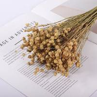 Dekorative Blumen Natürliche echte getrocknete Pflanzen und Blumen Bunte Jequirity Acacia Bean Home Decor DIY Harzform Material