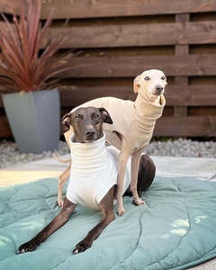 Qiqu <span class=keywords><strong>Pet</strong></span> <span class=keywords><strong>shop</strong></span> il ponticello IGGY per levriero italiano whippet sospiro lurcher dog dress - Product Image 1