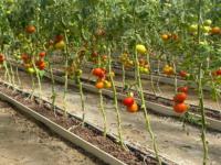Systèmes de culture hydroponique en serre commerciale avec canaux de substrat pour fraises, tomates, poivrons, concombres