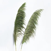 Harga pabrik Pampas kering alami bunga kering jenis rumput Pampas kering gaya Boho untuk dekorasi rumah