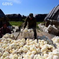 Vente en gros de champignons comestibles de qualité supérieure, champignons Lion's Mane frais et naturels