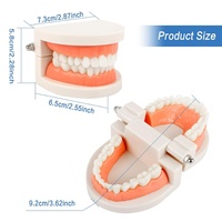 Modelo Dental de Demostración Anatómica para Enseñanza Médica, Dientes de Tipodonto Multiusos para Higiene Bucal y Entrenamiento de Enfermería