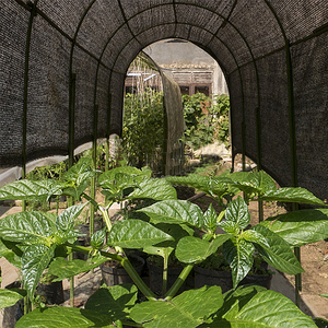 100% New HDPE chống UV nông nghiệp vải bóng râm trang trại vườn bóng râm <span class=keywords><strong>Net</strong></span> cho nhà kính - Product Image 6