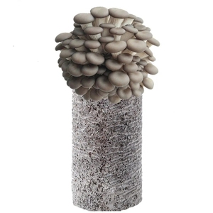 Growing Bags Wholesale Custom Large Autoclave Bag Mushroom Spawn Side Gusset PE Recycled <b>Materials</b> High Temperature Resistant - Product Image 5