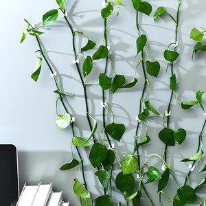 Clip mural en plastique Chcc Pothos pour plantes grimpantes, support pour décoration intérieure végétale - Product Image 1