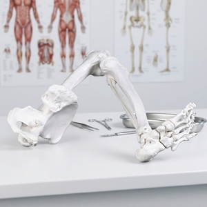Modelo completo de huesos <span class=keywords><strong>del</strong></span> extremidad inferior izquierda con cadera, pelvis, fémur, tibia, fibula y hueso <span class=keywords><strong>del</strong></span> pie, <span class=keywords><strong>esqueleto</strong></span> anatómico para enseñanza. - Product Image 4