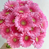 Gerbera Daisy Mini Bing Yu Grade A Grosir - Warna Pink untuk Buket, Langsung dari Produsen untuk Dekorasi Pernikahan, Rantai Dingin