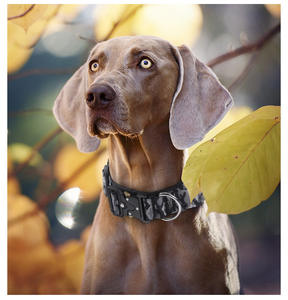 Collar y Correa Táctica de Nailon a Prueba de Explosiones para Perro, Venta al por Mayor - Product Image 5