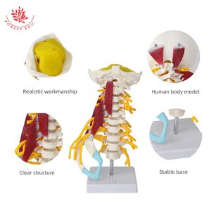 <span class=keywords><strong>Model</strong></span> otot tengkuk canggih sains medis anatomi manusia tulang belakang tengkuk <span class=keywords><strong>Model</strong></span> W/batang otak - Product Image 4