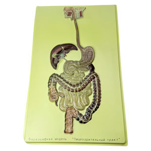 Equipo de enseñanza, modelo de sistema, biológico - Product Image 1