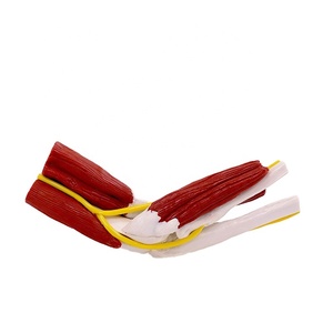 Modèle anatomique en PVC des articulations et muscles humains : structure acromio-claviculaire, acromiale, genou, coude, épaule - Product Image 4