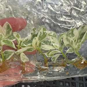 Ficus Lyrata Variegato da Coltura in Vaso con Variegazione Stabile, Pianta Ornamentale Premium per Interni da Vivaio - Product Image 1